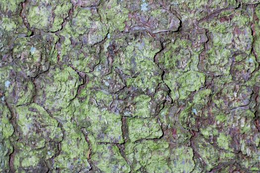 bark of a tree, an abstract background