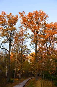 Autumn, Oak Park
