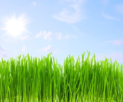 green grass, blue sky