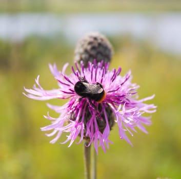 bee on a flower