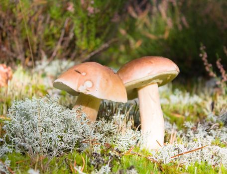 mushrooms in the moss