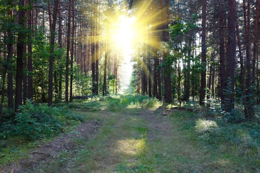 sunrise in the magic forest