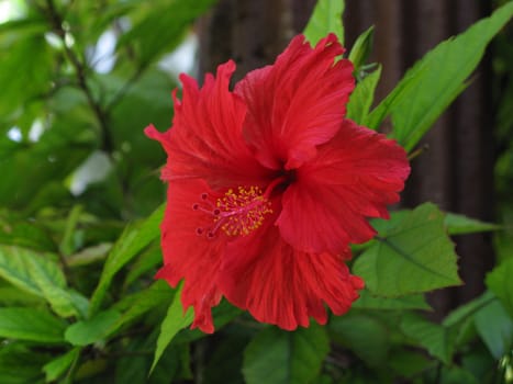 Red hibiscus flower at Ko Ngai (Ko Hai), Thailand.