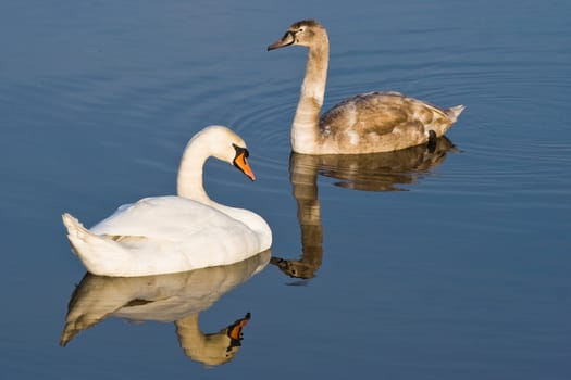 Two swans with reflection on cold sunny winterday