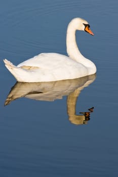 Swan with reflection on cold sunny winterday