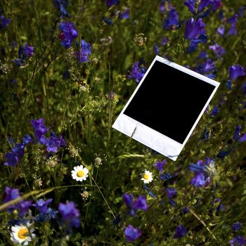 instant photo frame in grass background - square format