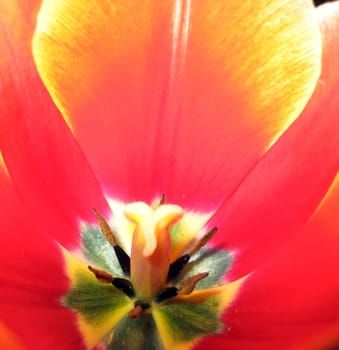 Red tulip flower inside view close up