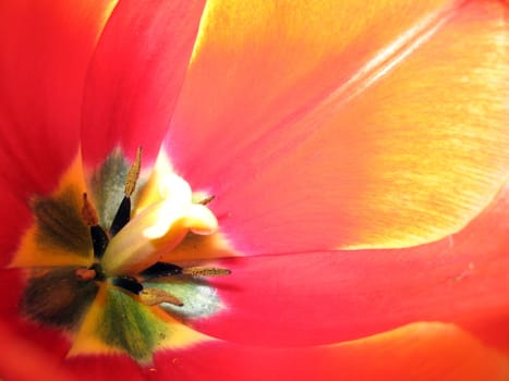 Red tulip flower inside view close up