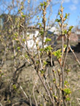 First spring leaves of black currants in the garden