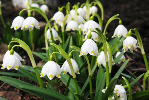 First spring snowdrop flowers in the garden.