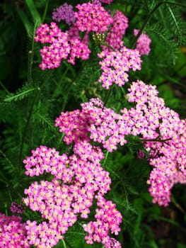 Milfoil flowers closeup in the summer garden