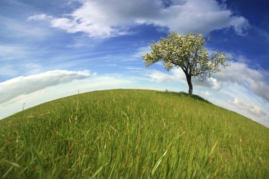 Beautiful spring landscape with lonely tree