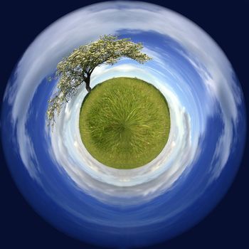 spring landscape in a sphere with a lonely tree - environmental concept