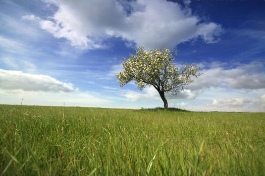 Beautiful spring landscape with lonely tree