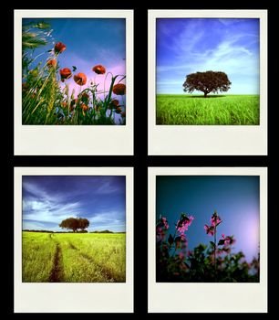 Set of four instant Nature and Spring Photos - All photos are owned by me