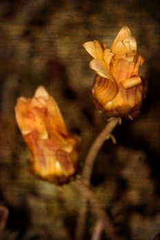 Grunge floral background. Yellow roses over old paper texture. Portrait orientation.