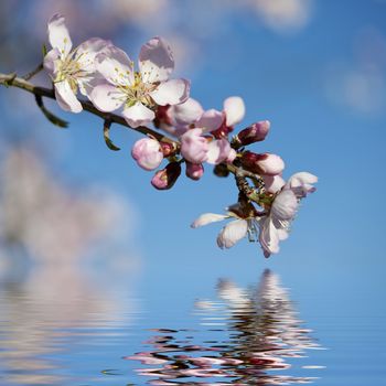 spring background with pink almond flower and water reflexion - square format