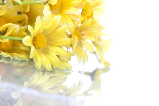 yellow daisys isolated on white background - shallow dof for extra dynamism.