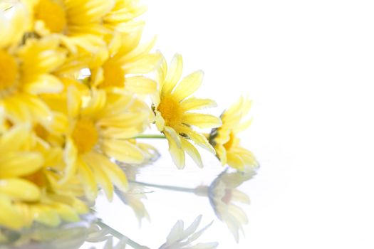 yellow daisys isolated on white background - shallow dof for extra dynamism.