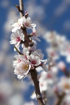 almond tree close up detail with white and pink flowers and blue sky in background - focus on the flowers