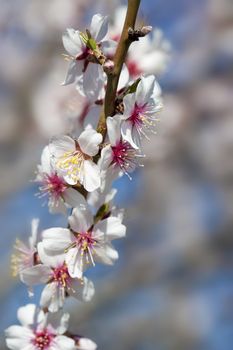 almond tree close up detail with white and pink flowers and blue sky in background - focus on the flowers