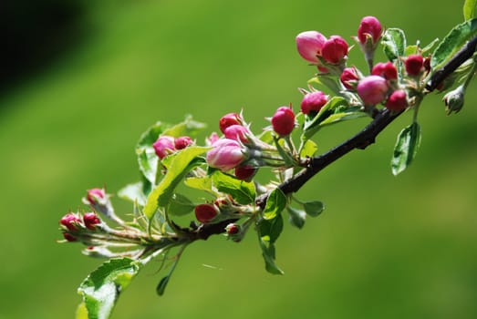 Apple tree in blossom