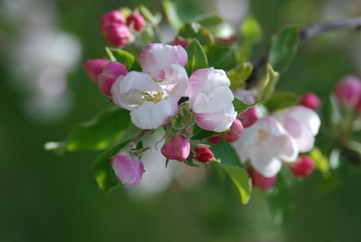 Apple tree in blossom