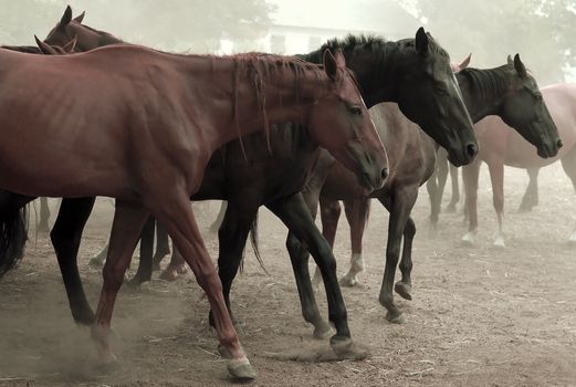 Walking Horse Herd in the countryside of Ukraine