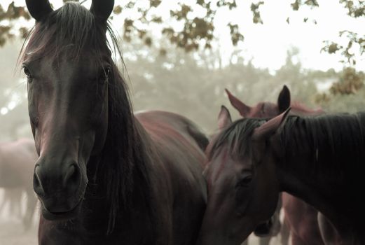 Horse Herd in the countryside of Ukraine