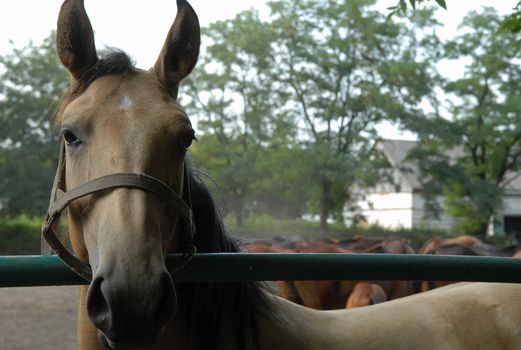 One of the horses in herd in the countryside of Ukraine