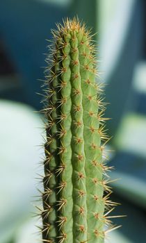 a shot of the top part of a cactus