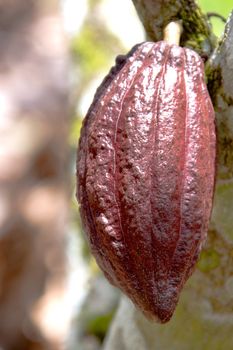 Image of a cocoa pod at a plantation in Malaysia.