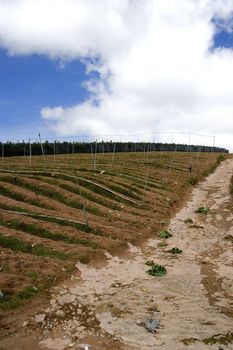 Landscape of a highland vegetable farm terrace at Cameron Highlands, Malaysia. This terrace is now barren after harvesting of vegetables.