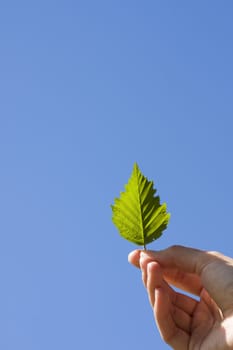 Leaf in woman's hand on blue sky background