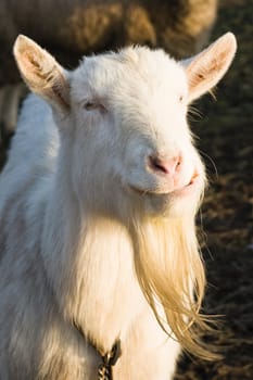 White Male Goat eating and looking curious