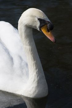 Swimming young white swan