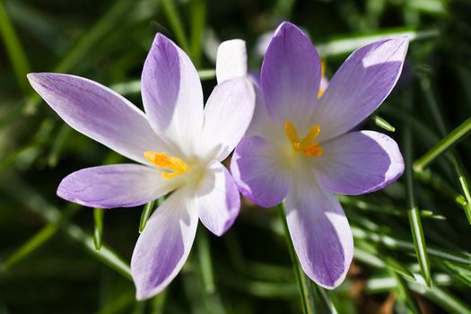 Two purple and white spring crocus flowers in the sun in march