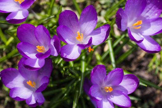 Purple spring crocus with blooming flowers in early march