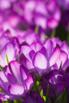 Spring crocus blooming in the sun at the edge of winter and spring