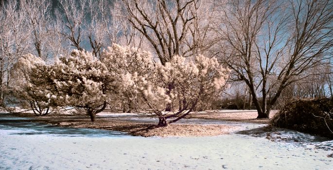 Winter scene shot with an infrared filter