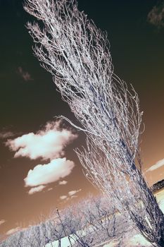 Landscape scene shot with an infrared filter