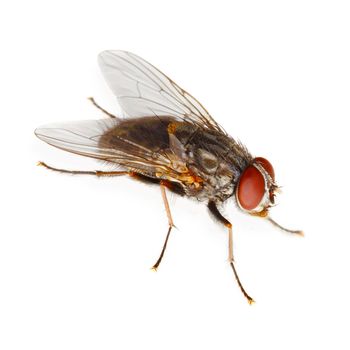 Ordinary fly isolated on a white background