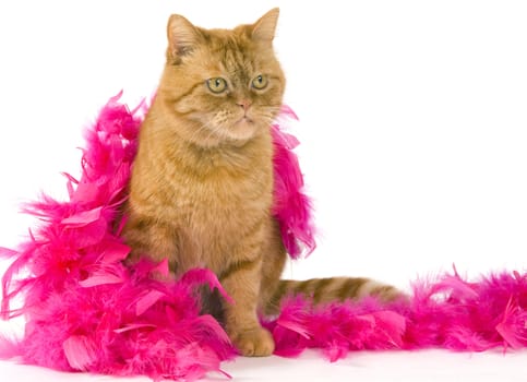 domestic red cat sitting dressed up with a pink boa on white