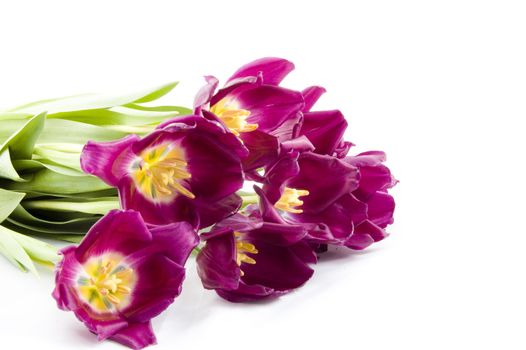 purple tulips isolated on white