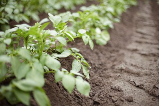 Growing potatoes in the open field - summer