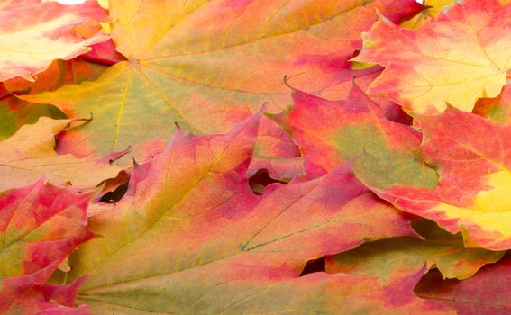 autumn maple leaves background