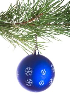 close-up blue ball on pine tree branch, isolated on white