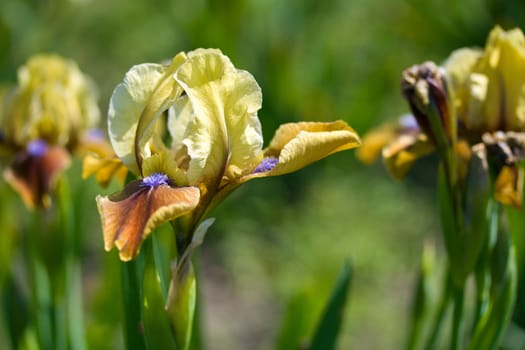 close-up yellow-brown-purple iris on field