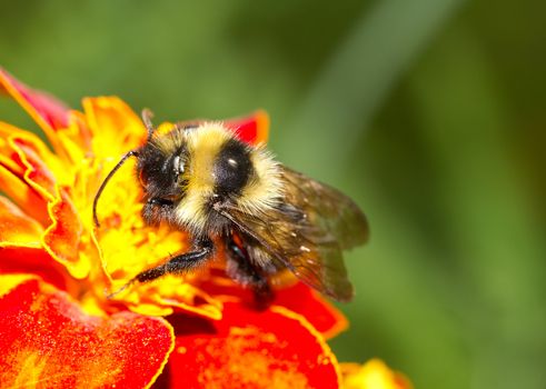 bumblebee on a flower