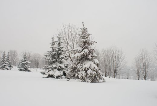 december fir tree covered with snow